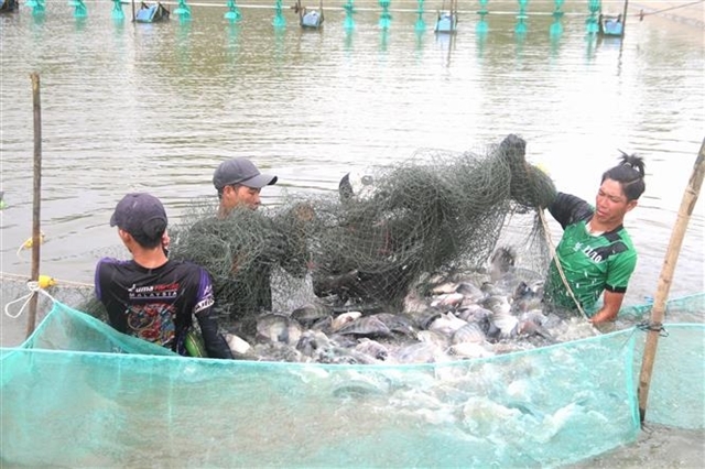 Brazil lifts suspension on Vietnamese tilapia fish imports